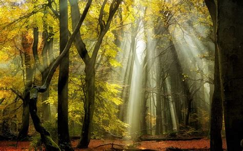 4520847 Mist Forest Trees Landscape Sunbeams Fall England