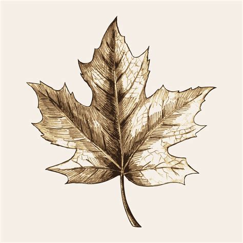 Maple Leaf Sketch