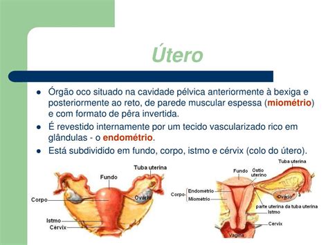 Sistema Reprodutor Feminino Anatomia Sistemica Images