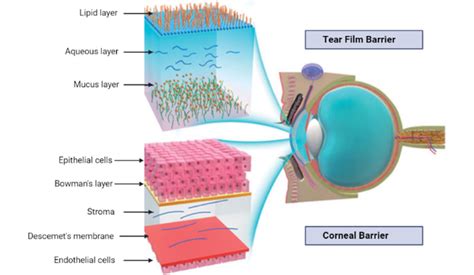 Structure Of Ocular Barriers The Figure Represents Two Significant