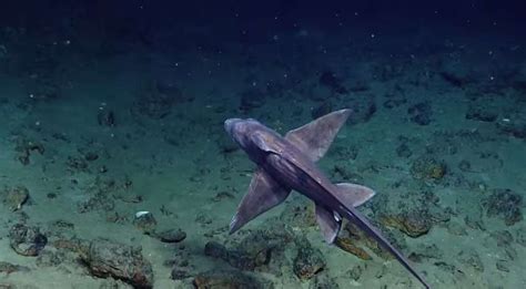 Creepy Ghost Shark Covered With Parasites Spotted At The Bottom Of The Gulf