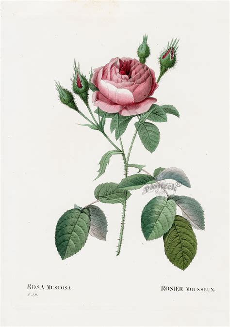 Aujourd'hui sur rakuten, 272 redoute roses vous attendent au sein de notre rayon. P. J. Redoute Les Roses Prints 1828