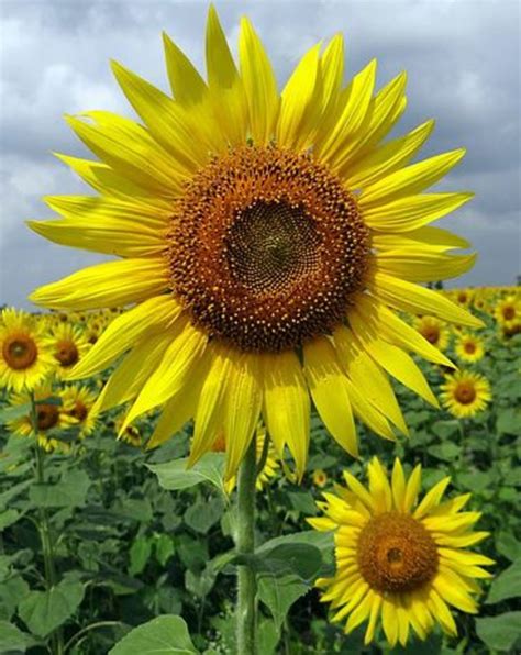 Happy Sunflower Quotes And Sayings Hubpages