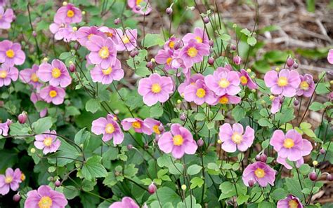 Check out our japanese plants selection for the very best in unique or custom, handmade pieces from our craft supplies & tools shops. HTA Plant of the Month for September - Japanese Anemone