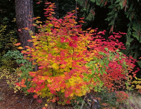 Japanese maple trees are naturally small (up to about 15 feet tall) and work well in the ground or in containers. Every yard needs a small tree somewhere; here are some of the best for the Northwest | Small ...