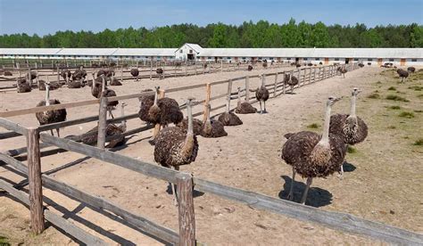 How To Keep Ostriches A Beginners Guide Poultry Parade