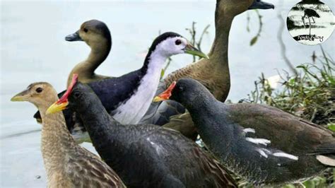 Suara pikat burung sawah gabungan beberapa jenis burung MANTAP - YouTube