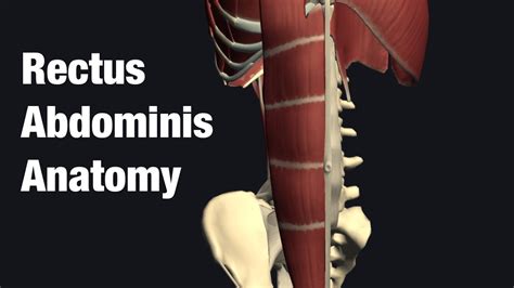 Anatomy And Function Of Rectus Abdominis Youtube