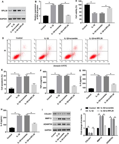 rpl38 knockdown inhibited il 1β induced chondrocyte apoptosis download scientific diagram