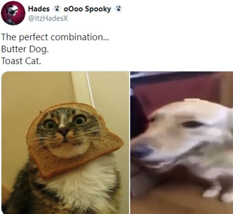 Butter Dog And Toast Cat Butterdog Know Your Meme
