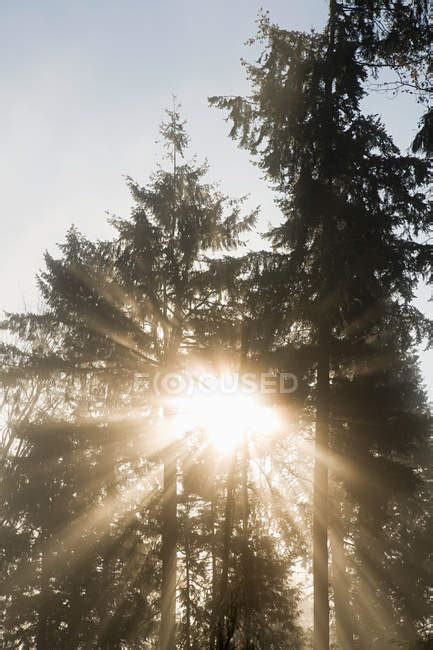 Sunlight Through Trees — Forest View Stock Photo 165279668