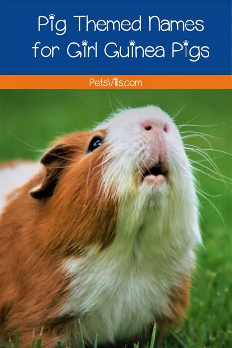 80 Pig Themed Names For Your Guinea Pig Petsvills