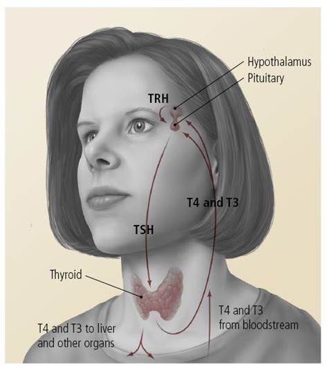What Type Of Synthetic Thyroid Hormone Should I Take Ask Doctor K