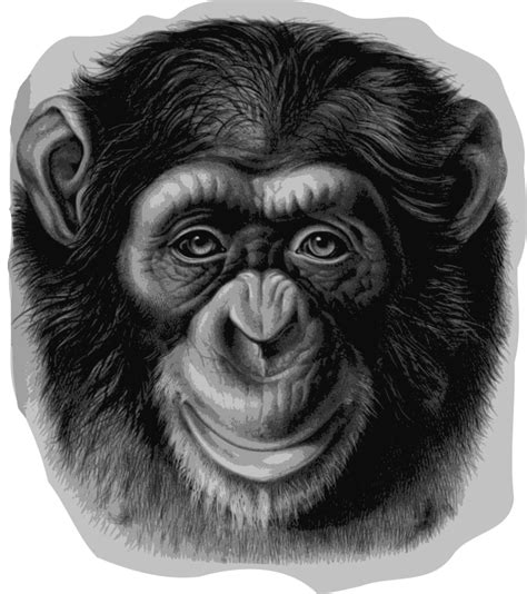 Chimpanzee Head Openclipart