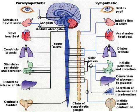 The Most Wonderful Creature Human Body Systems