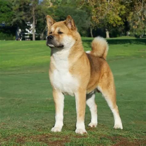 Akita As A Guard Dog Whats Good And Whats Bad About Em