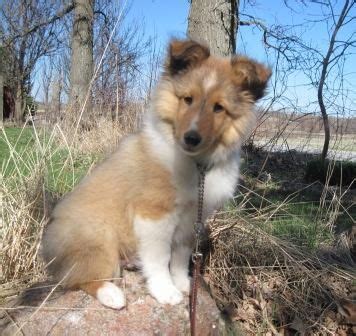 Located in liberty indiana, we carefully pick and raise our own breeding dogs to provide our puppies have plenty of room to romp and play outside and are socialized with other dogs, cats, horses, and children. Sheltie Puppies available in Wisconsin, Shakerag Shelties ...