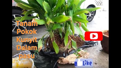 Jika selama ini hanya tanam pokok bunga atau hiasan dalam pasu apa kata lepas ini kita tukar pulak. Kebun Lejen - Tanam Pokok Kunyit Dalam Pasu - YouTube