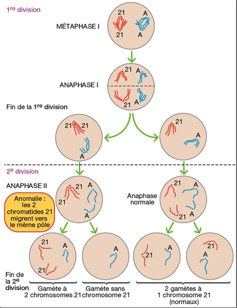 Conséquences Danomalies Au Cours De La Méiose Et De La Fécondation