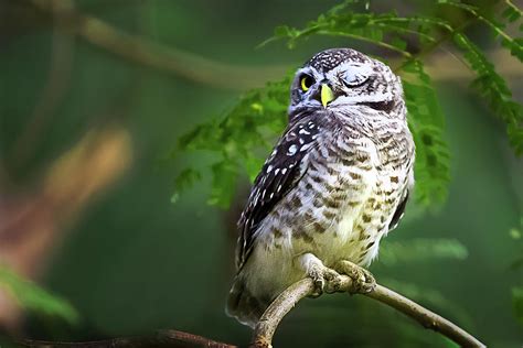 Owl Sitting On Branch Photograph By Arthit Somsakul Fine Art America