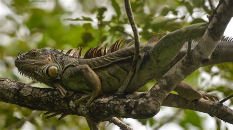 Frozen Iguanas Fall From Trees In Florida Nbc 6 South Florida