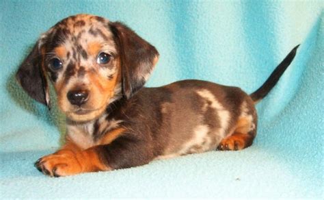 If you are searching for the perfect dachshund puppy to bring into your home, you have. Mom's Dachshunds - Home