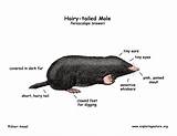 Mole Diagram Tailed Hairy sketch template