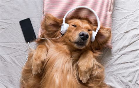 Wallpaper Joy Music Dog Headphones Pillow Phone Images For Desktop