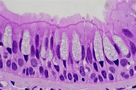 Pseudostratified Ciliated Columnar Epithelium Photograph By Ed Reschke