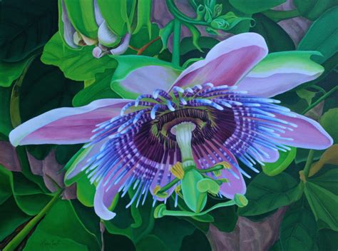 Passion Fruit Flower Paintings