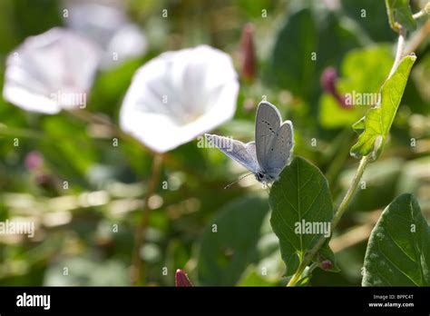 Small Blue Butterfly Cupido Minimus On Convolvulus Stock Photo Alamy