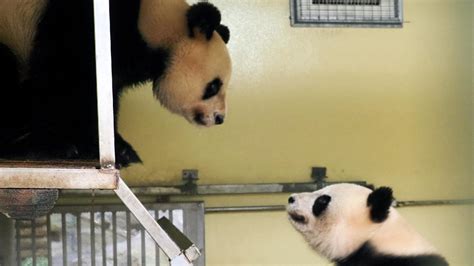 Active Pandas Give French Zoo Hope For Pregnancy Cgtn