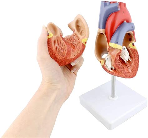 Buy Anatomy Model Anatomical Model Heart Human Heart Anatomical Model