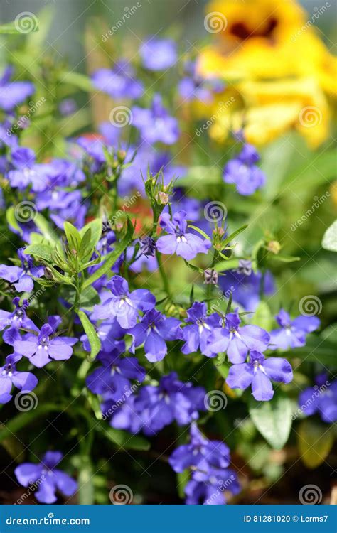 Blue Lobelia Flower In Summer Stock Photo Image Of Plant Erinus