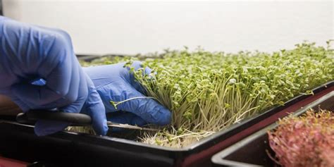 How To Grow Broccoli Sprouts In A Jar Fresh Greens