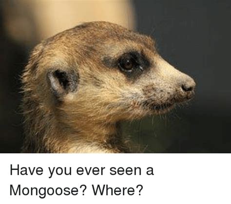 19 Hilarious Mongoose Meme That You Never Seen Before
