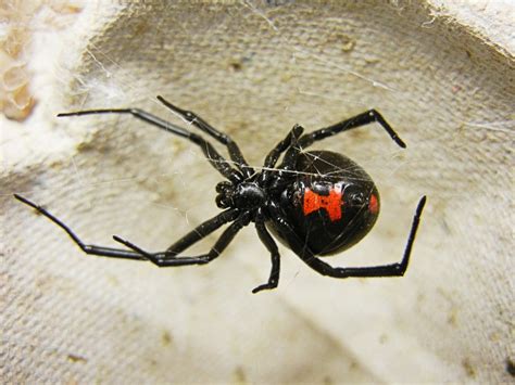 Amazing Spiders Strange Interesting And Scary Facts Owlcation