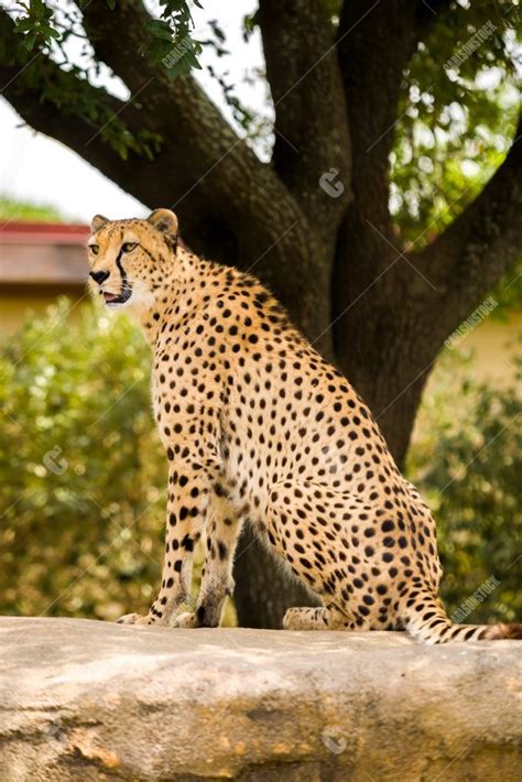 Houston Zoo Cheetah Sitting Side Profile V Carlsonstock