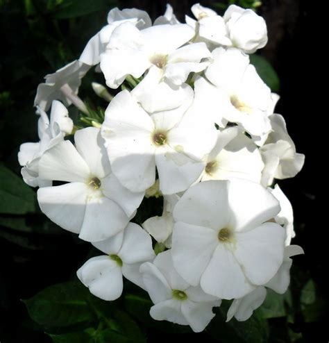 Bereits bevor die hohe flammenblume phlox paniculata zu bluhen beginnt erscheinen die bis zu 150 einzelbluten des wiesen phloxes phlox maculata. Hohe Garten-Flammenblume - Phlox paniculata David günstig ...