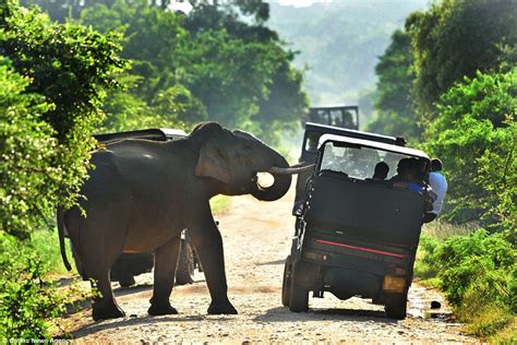 sri lanka s yala national park sees greedy elephant ambush tourist convoy for food daily mail