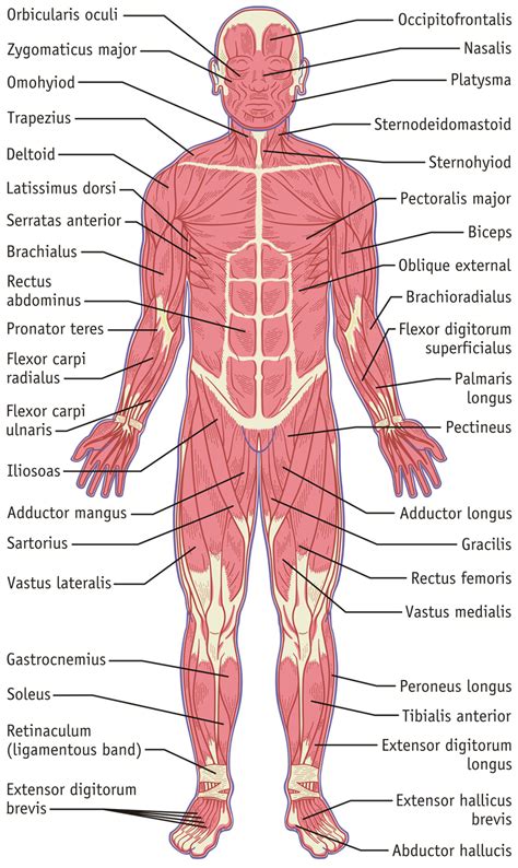 Musclular System Labeled Back Muscular System Gcse Pe Pinterest