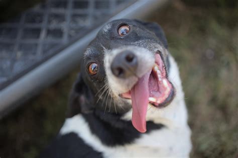 Dog Believed Lost In Deadly Arkansas Tornado Returns Home Nbc News