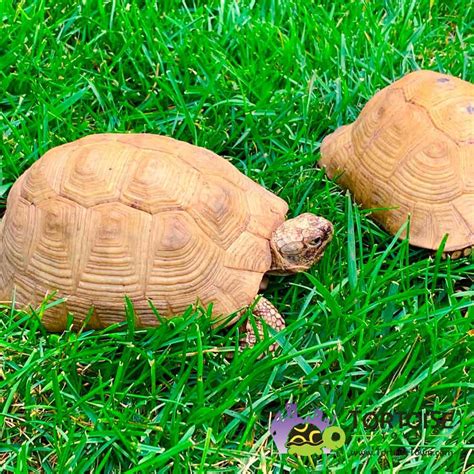 Baby Greek Tortoise For Sale