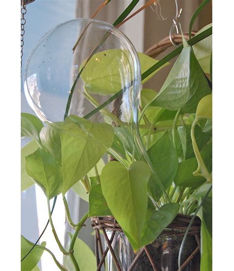 10 Easy Pieces Glass Watering Bulbs Gardenista Watering Bulbs