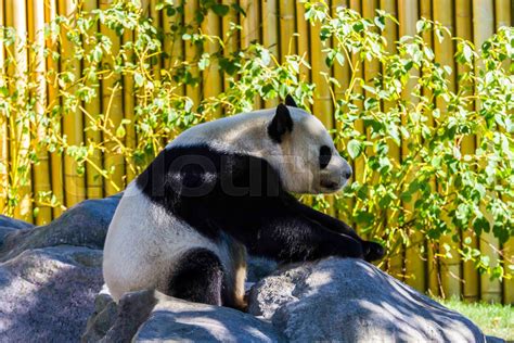 Giant Panda Stock Image Colourbox