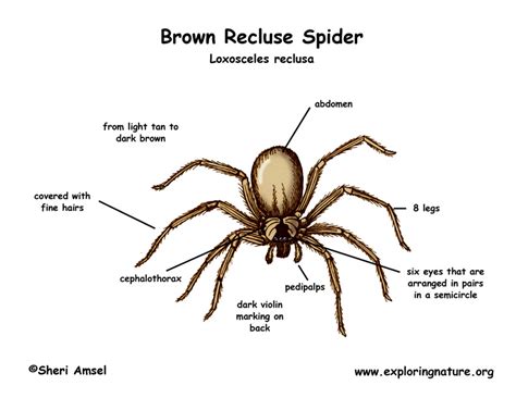 What do brown recluse spiders look like? Spider (Brown Recluse)