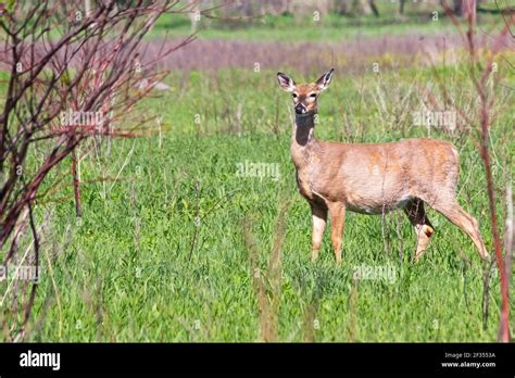 Female Deer Alert And Poised Looking Through The Green Grassland Shes