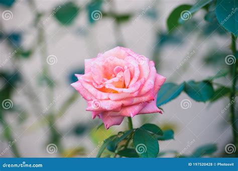 Smell The Blossom Garden Rose In Blossom Delicate Pink Rosebud On