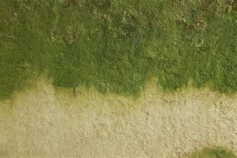 View Of Wall Covered With Green Moss Stock Image Image Of Greenery