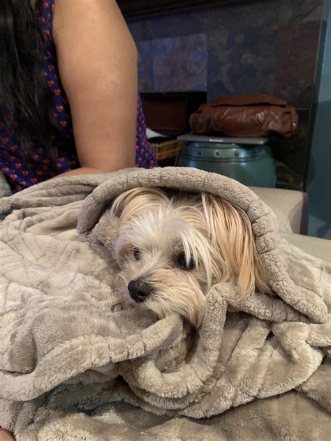 Snuggle Puppy : r/aww